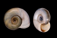 grote posthoornslak (Planorbarius corneus) 5-2015 2419